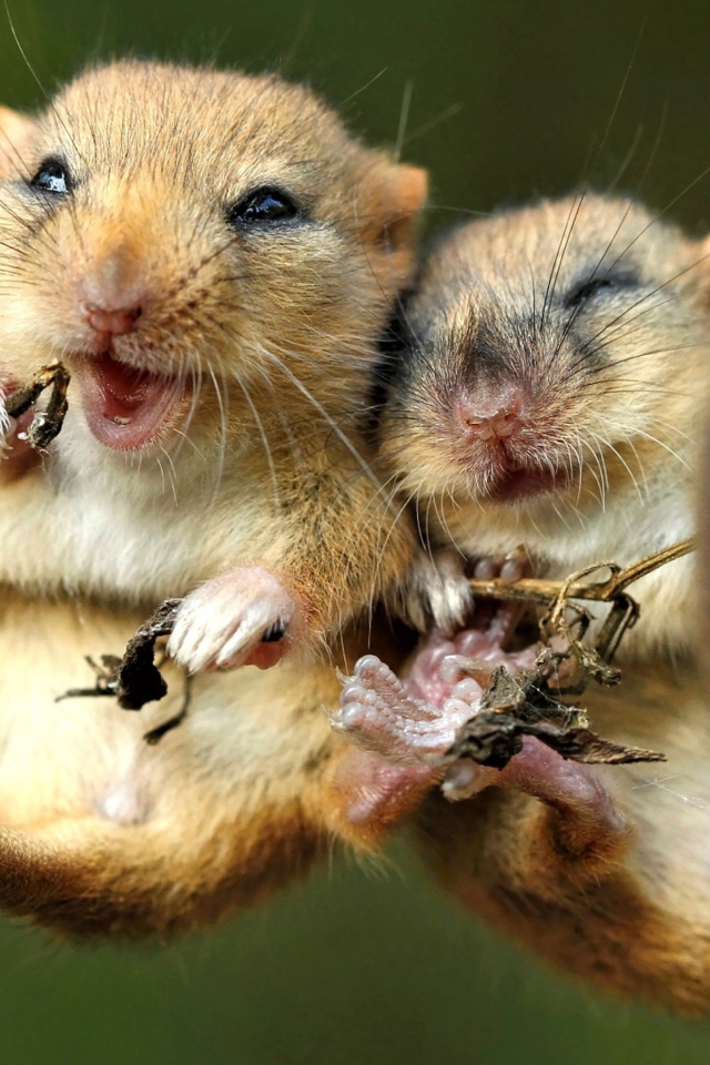 Две мышки полевки на колоске 