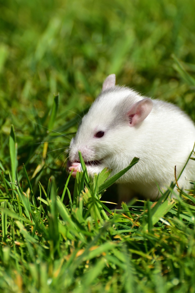 Белая мышь в зеленой траве