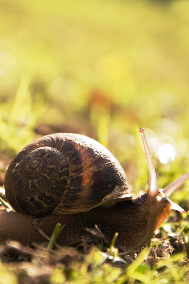 Большая улитка на траве
