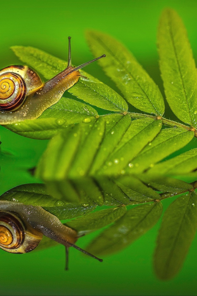 Улитка на зеленом листе в воде 