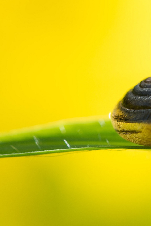 Улитка на зеленом листке на желтом фоне 