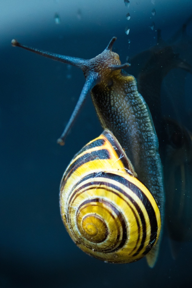 Улитка ползет по стеклу