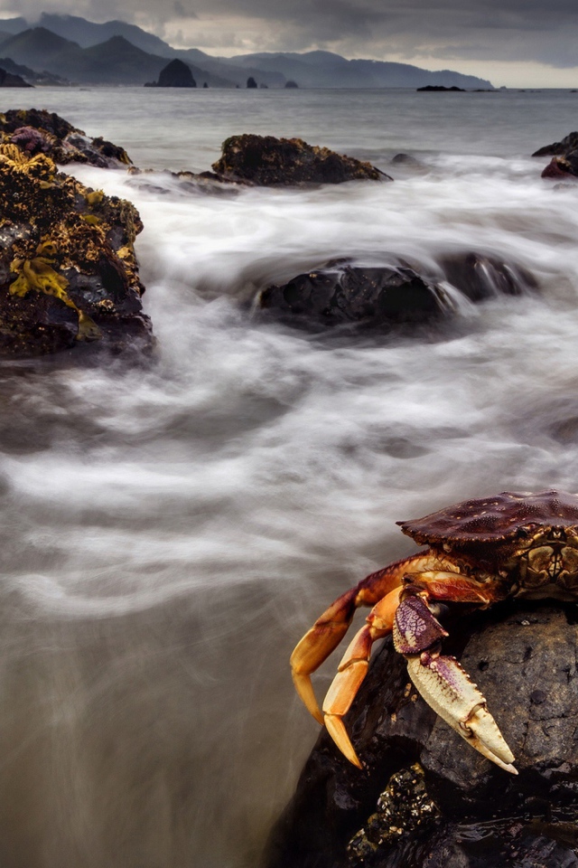 Большой краб сидит на камне в море