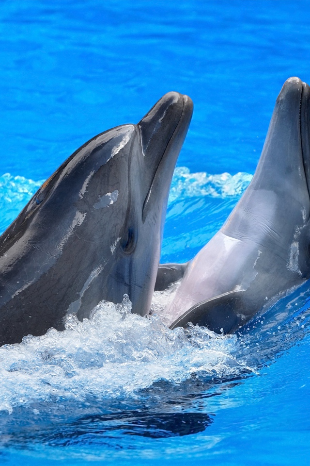 Пара дельфинов плавает в воде 