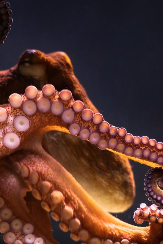 Большой осьминог на сером фоне