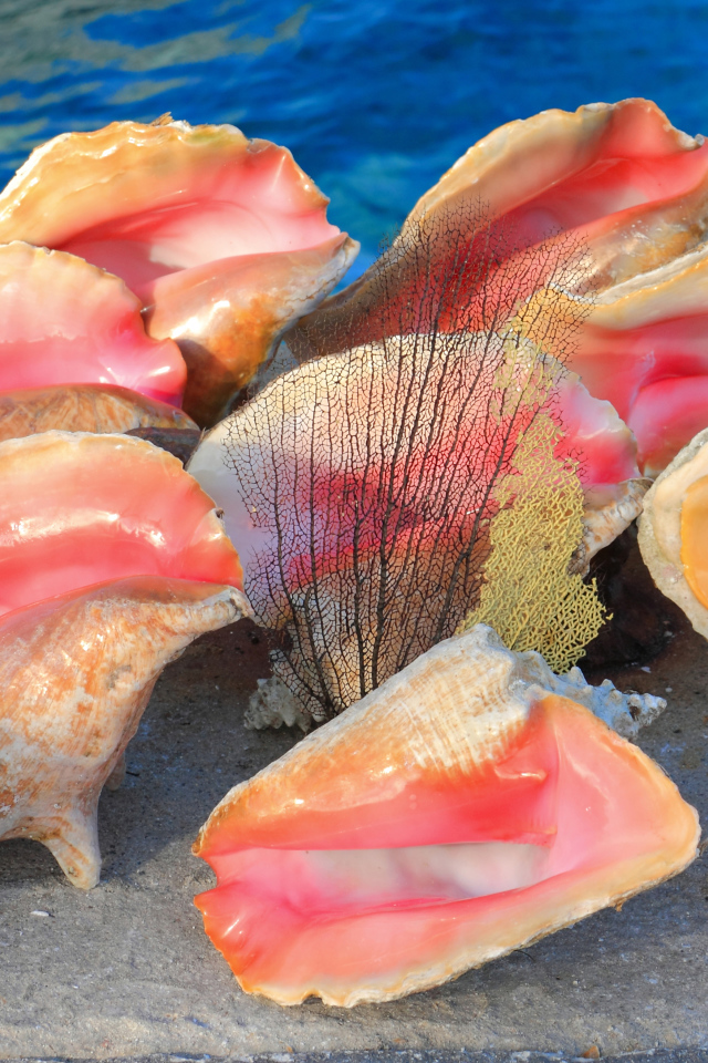 Большие розовые ракушки на песке