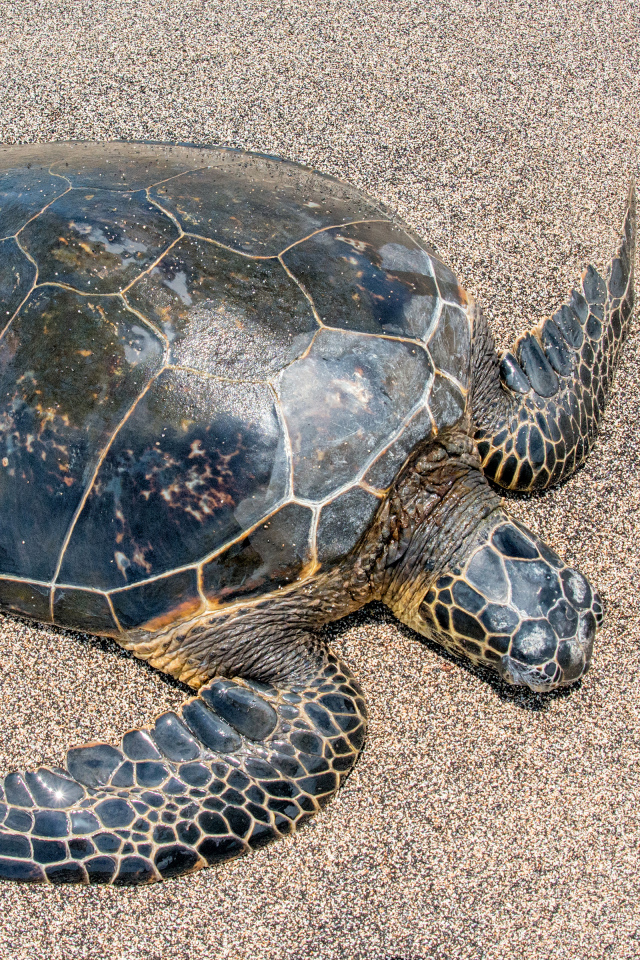 Большая черепаха на песке 