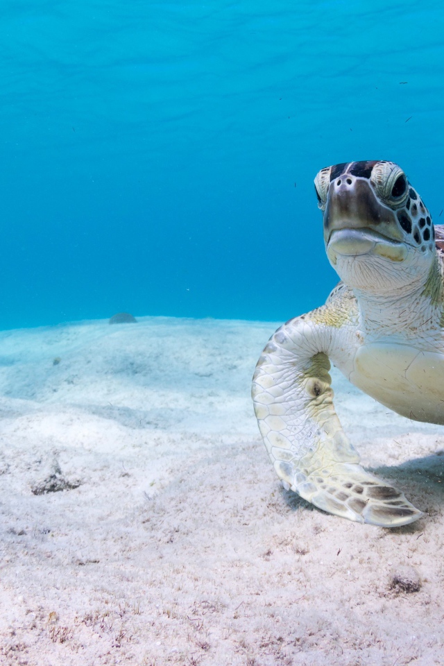 Большая черепаха под водой на песке