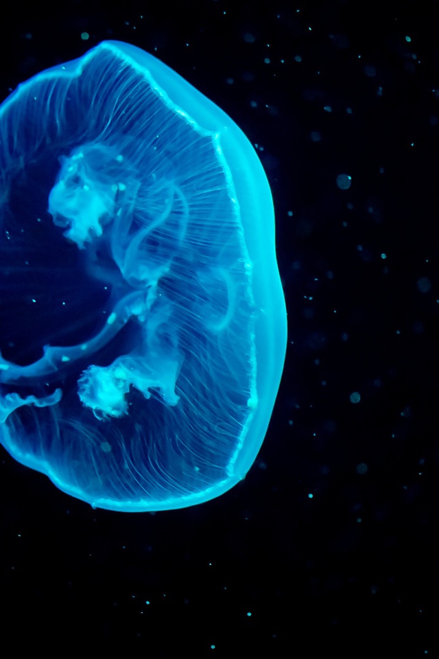 Голубая большая медуза на черном фоне