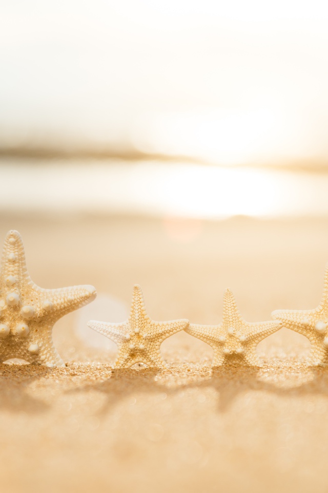 Четыре морские звезды на желтом песке