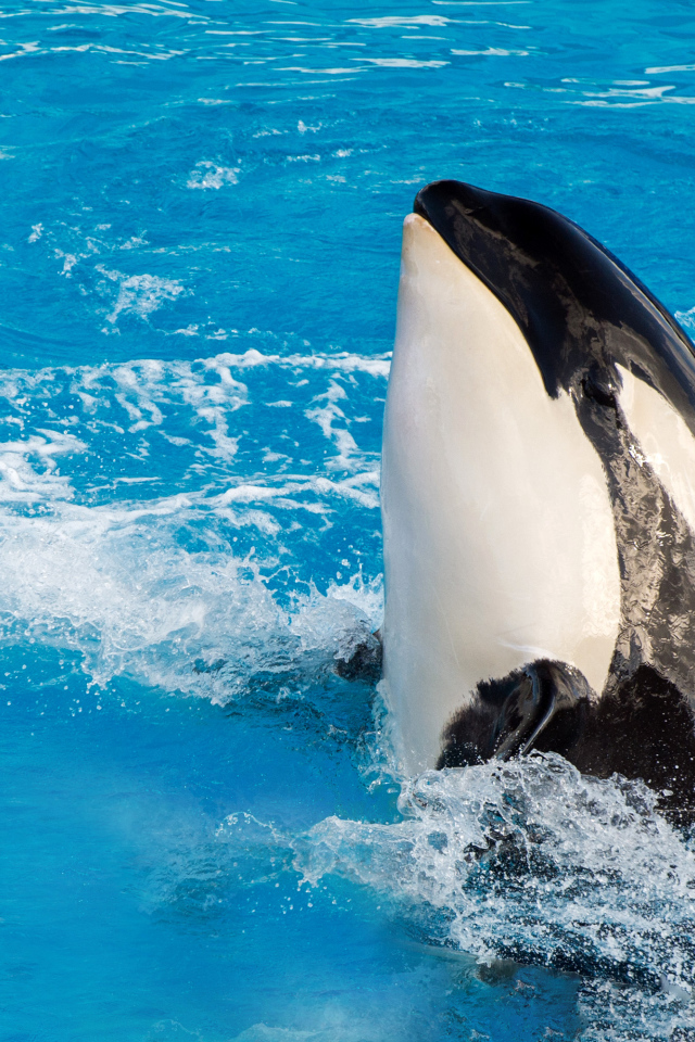 Большая касатка в бассейне 