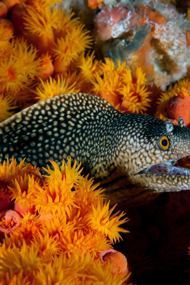 Мурена и морские анемоны под водой