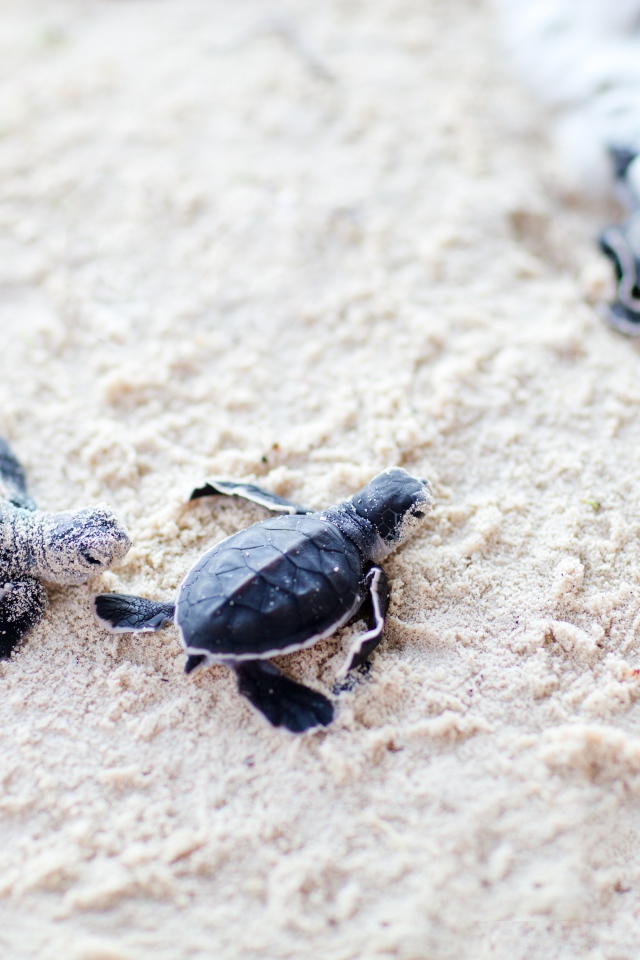 Новорожденные черепахи на песке 