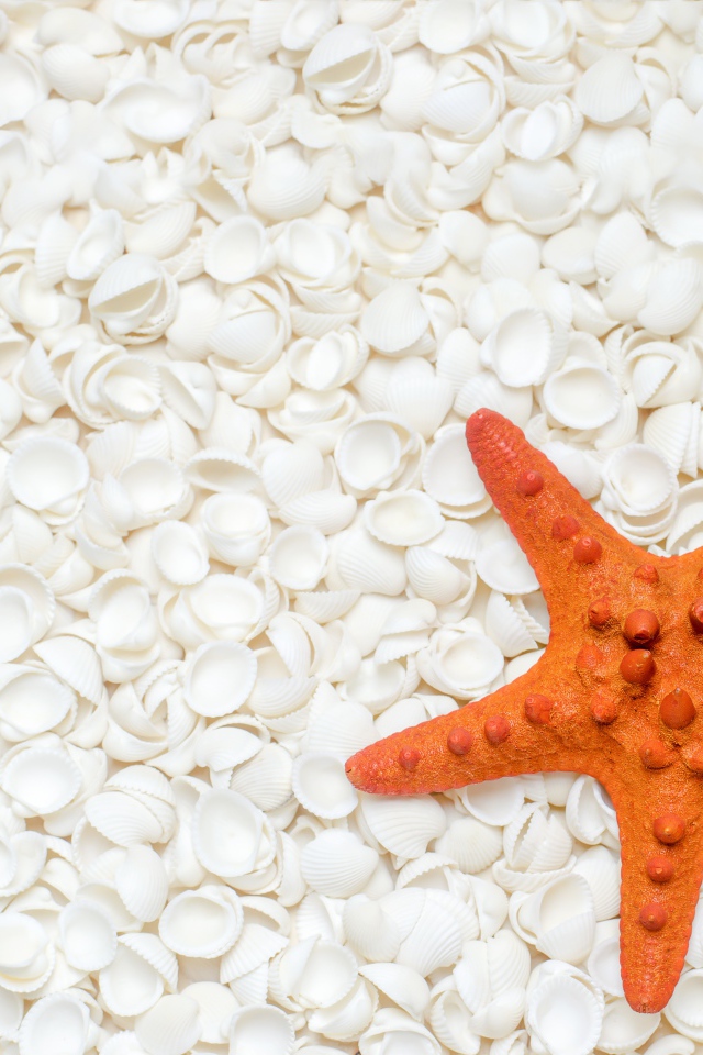 Оранжевая морская звезда лежит на белых ракушках 