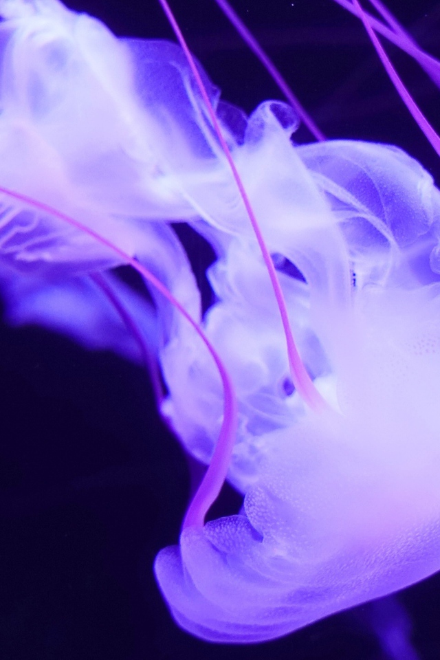 Фиолетовая медуза под водой 