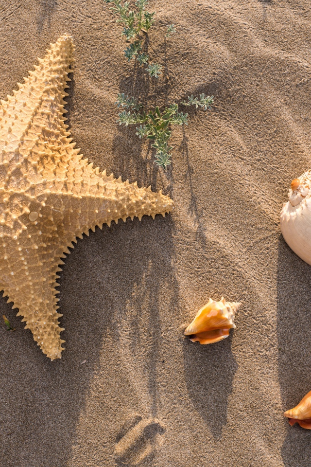 Морская звезда и ракушки на песке 