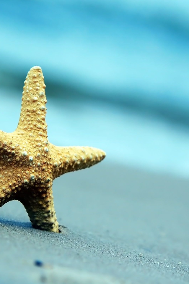 Морская звезда на сером морском песке