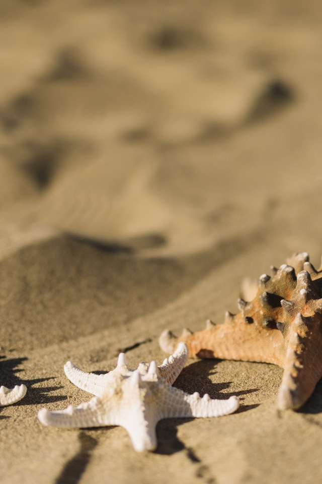 Морские звезды на песке 
