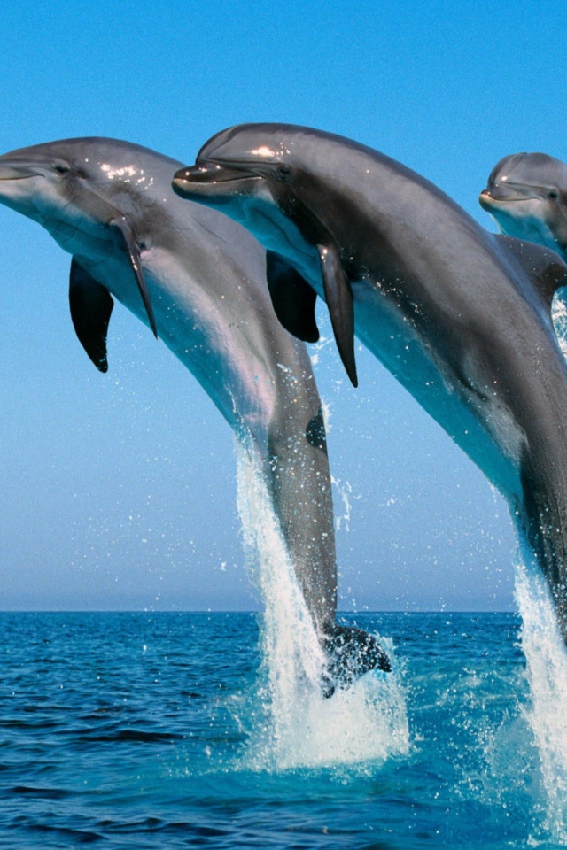 Три дельфина выпрыгивают из воды 