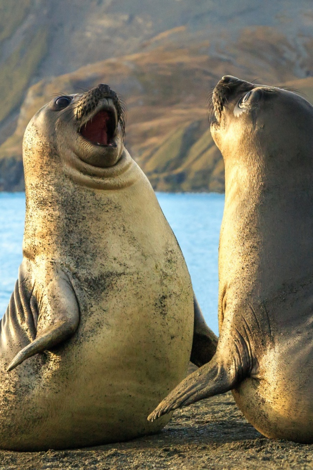 Два морских льва на песке 