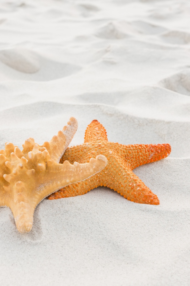 Две морские звезды на белом песке