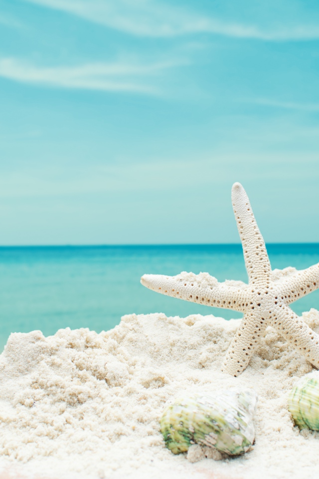 Белая морская звезда на белом песке с ракушками на фоне голубого неба