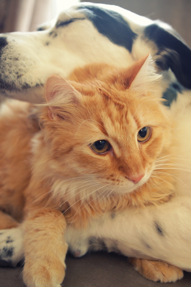 Собака обнимает рыжего кота 