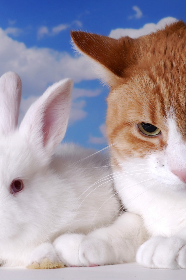 Хмурый рыжий кот и белый декоративный кролик на фоне неба