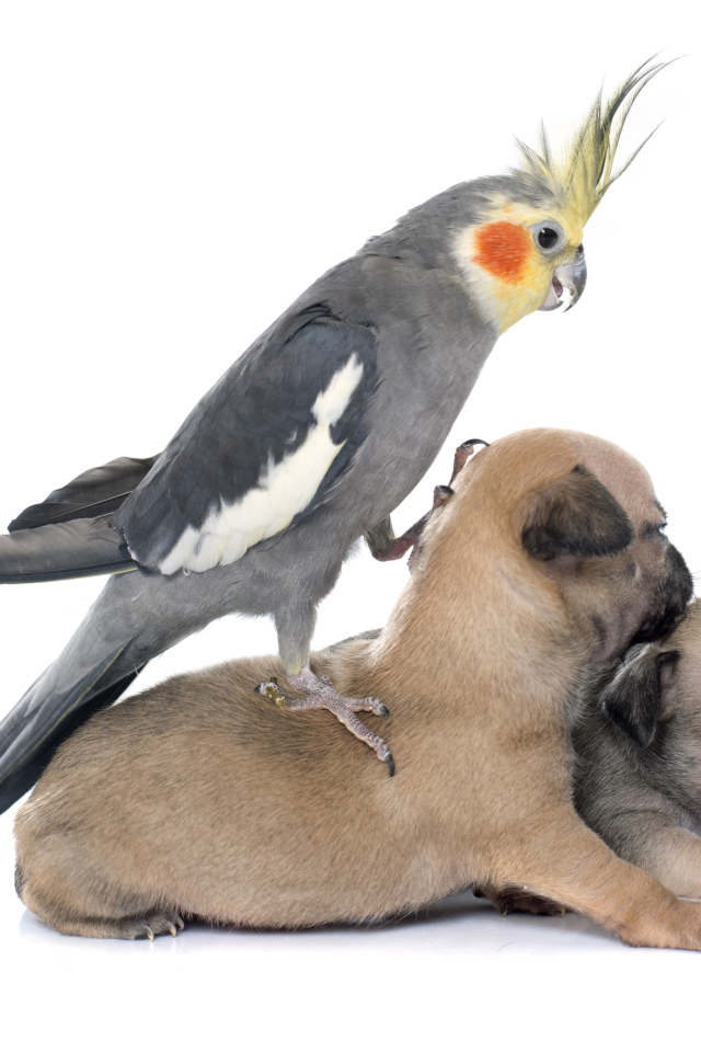 Попугай сидит на двух щенках чихуахуа на белом фоне