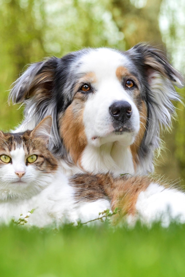 Австралийская овчарка и кот в зеленой траве