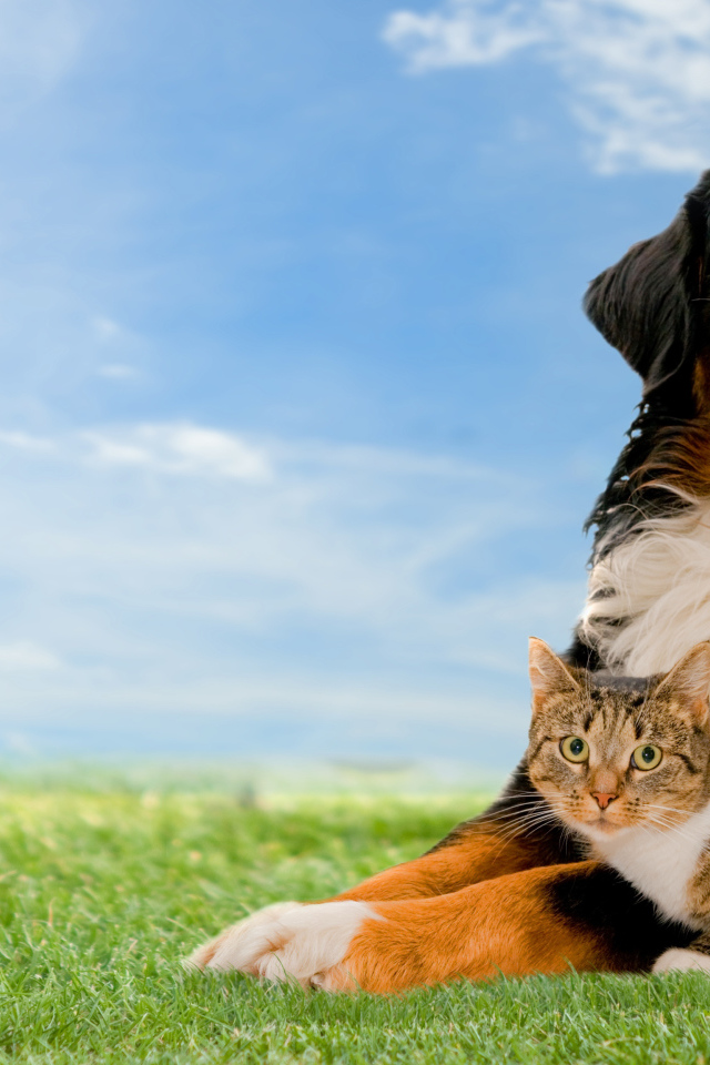Собака породы Бернский зенненхунд с серым котом на траве