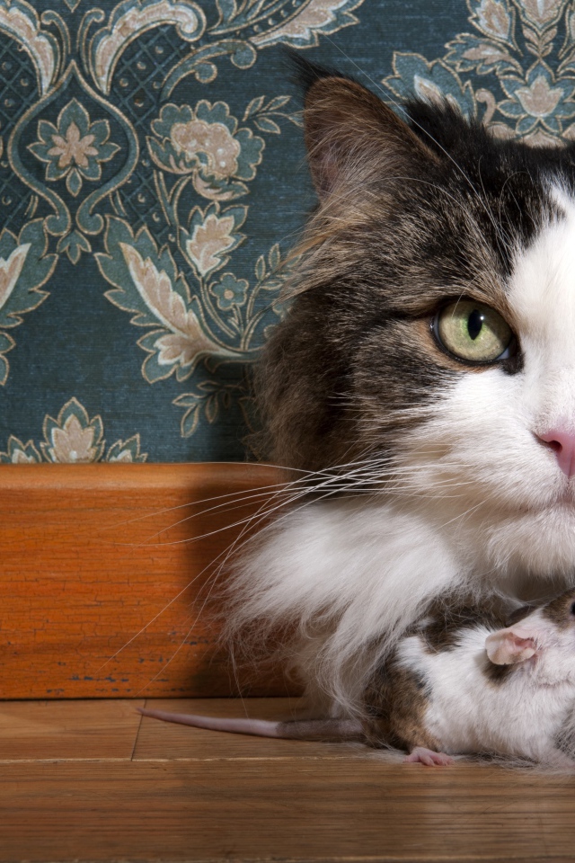 Большая пушистая кошка с мышонком