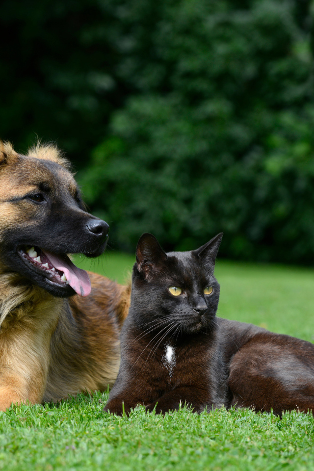 Черный кот и собака лежат на зеленой траве