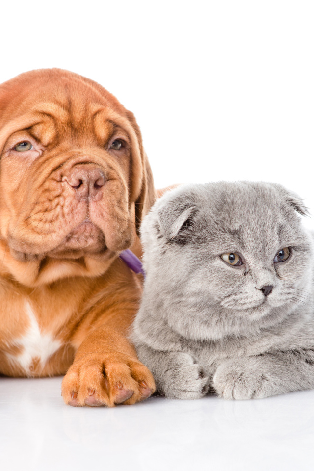 Бордоский дог и шотландский вислоухий котенок на белом фоне