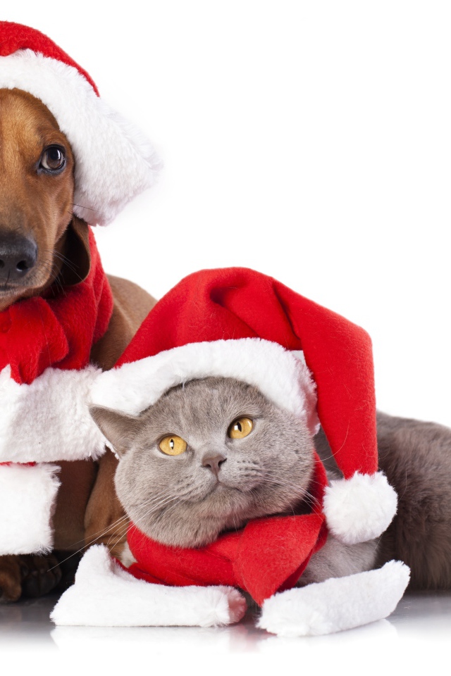 Такса и британский кот в новогодних шапках на белом фоне