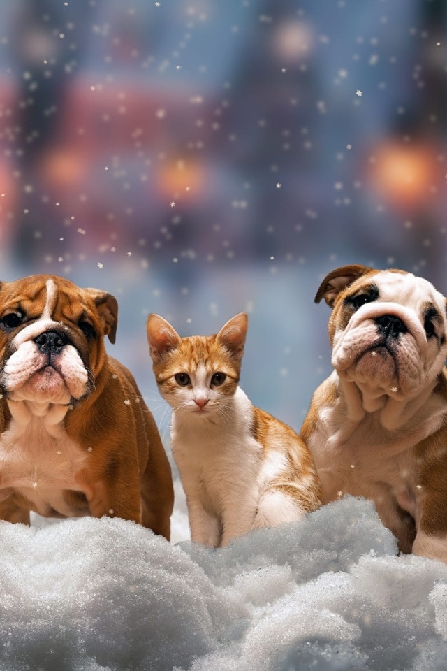 Четыре щенка бульдога и котенок на снегу