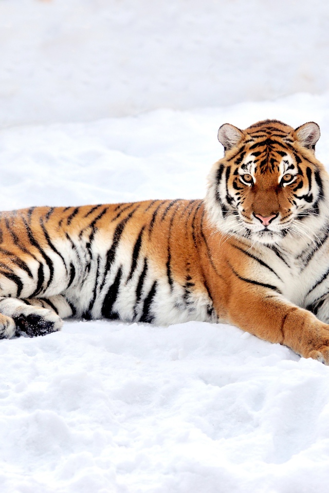 Большой грациозный тигр на снегу