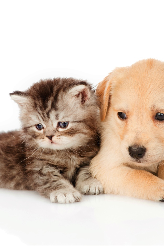 Маленький серый котенок со щенком на белом фоне