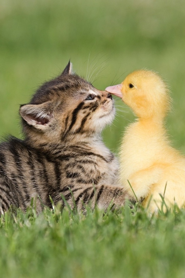 Маленький серый котенок с утенком на зеленой траве
