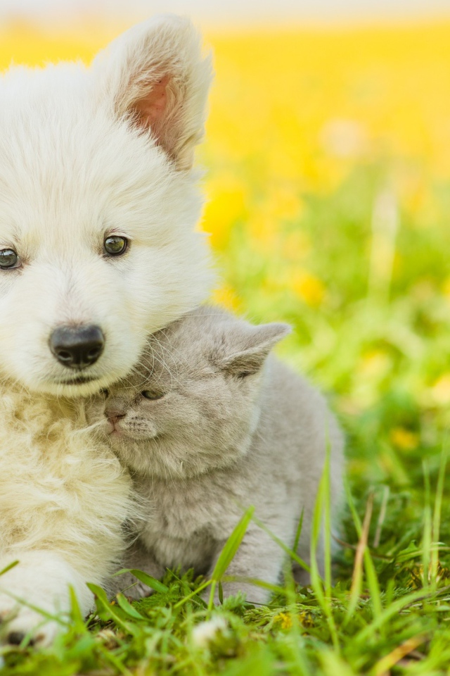 Маленький белый щенок с серым котенком на траве 