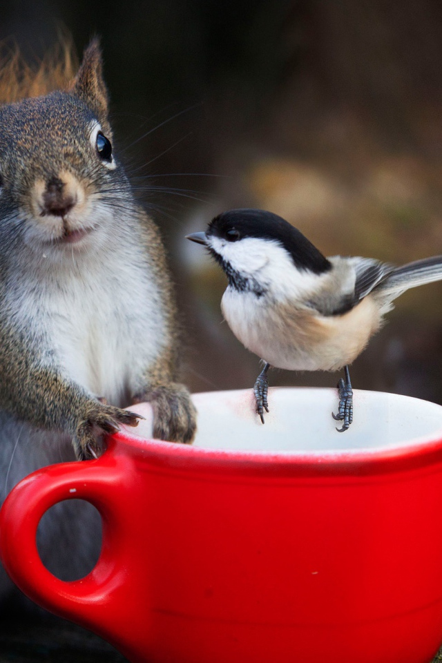 Белка и воробей у красной чашки 