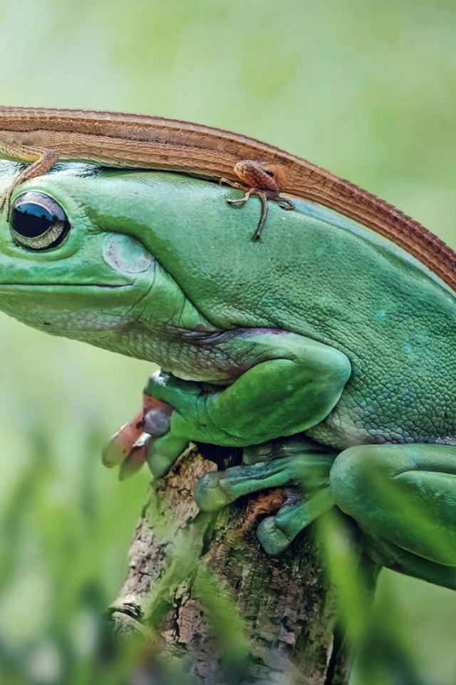 Ящерица сидит на зеленой лягушке