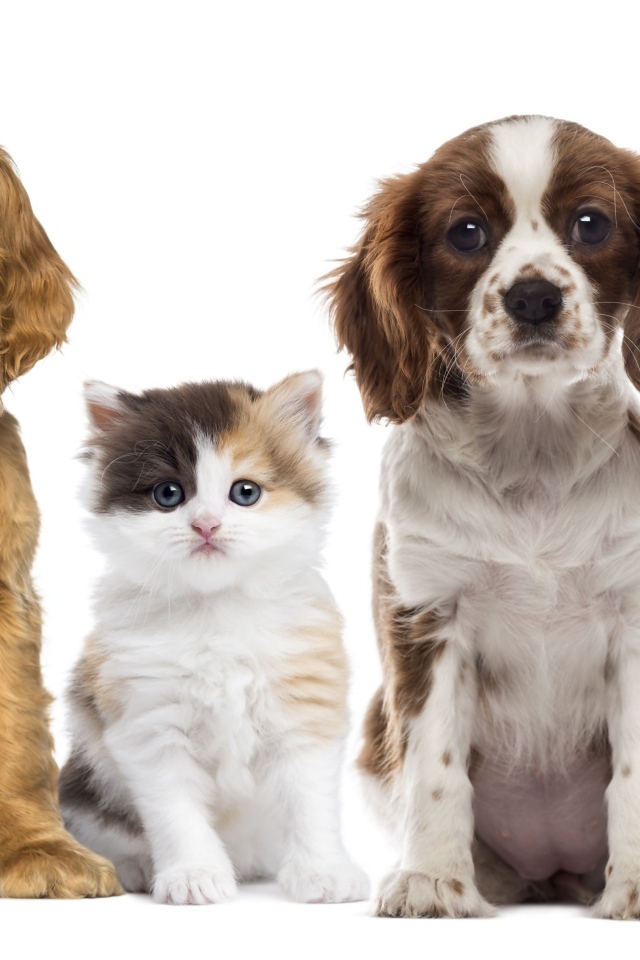 Два маленьких щенка и два котенка на белом фоне
