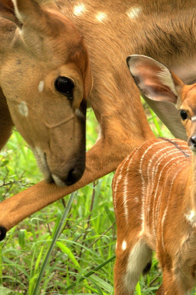 Олениха с маленьким олененком на зеленой траве