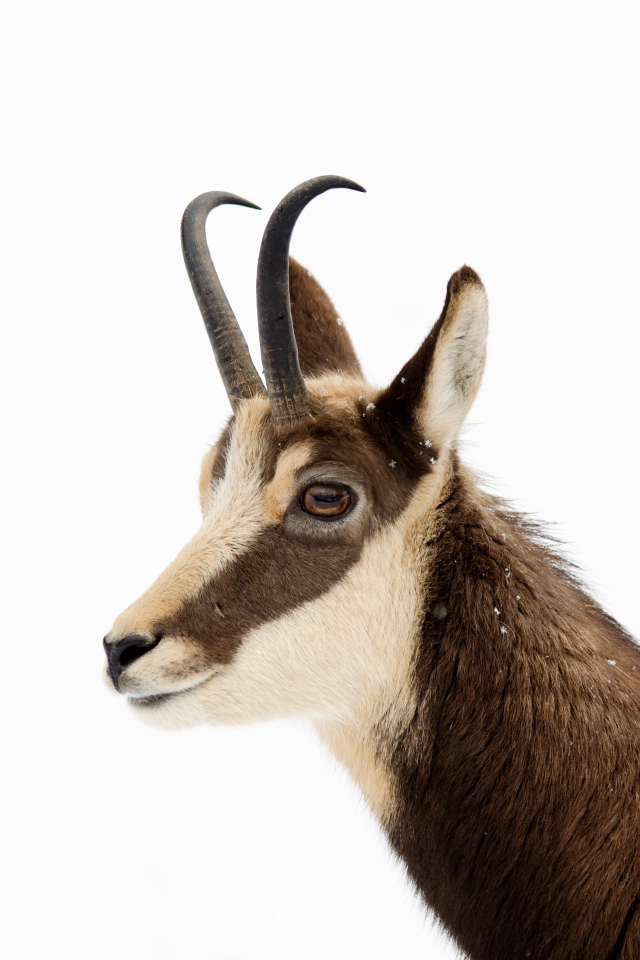 Антилопа на белом фоне