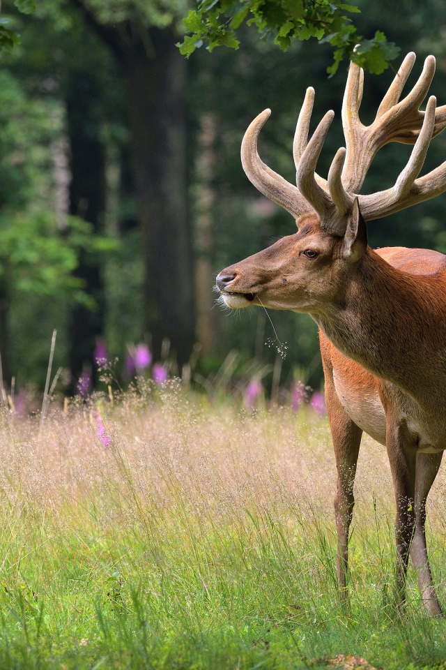 Большой олень в зеленом лесу 
