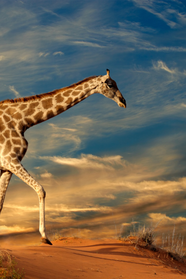 Большой жираф под красивым облачным небом