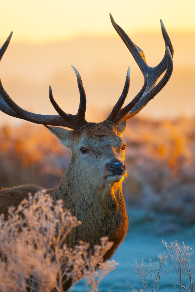 Олень с большими рогами в лучах зимнего солнца