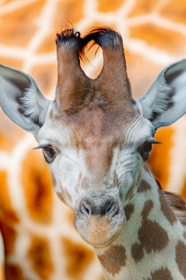 Морда жирафа крупным планом 