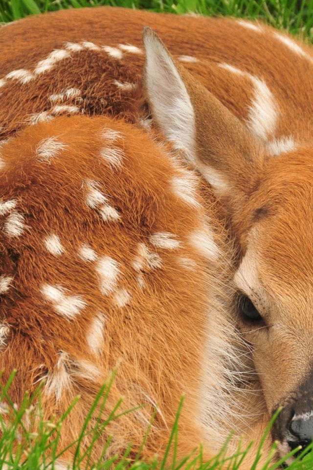 Маленький олененок лежит в зеленой траве